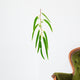 Eucalyptus Branch Isolated on White Background Wall Decal