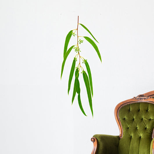 Eucalyptus Branch Isolated on White Background Wall Decal