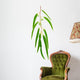 Eucalyptus Branch Isolated on White Background Wall Decal