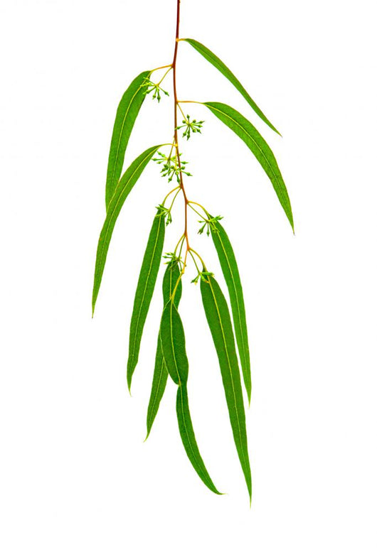 Eucalyptus Branch Isolated on White Background Wall Decal