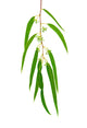 Eucalyptus Branch Isolated on White Background Wall Decal