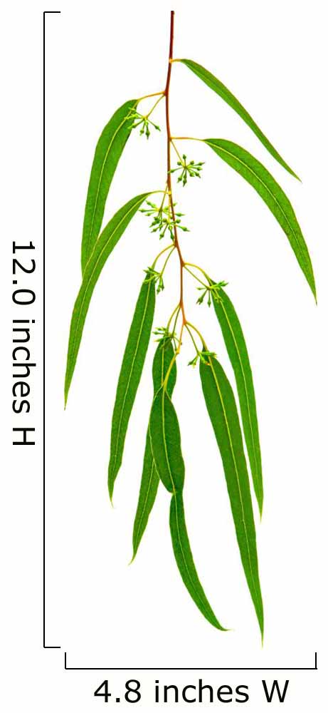 Eucalyptus Branch Isolated on White Background Wall Decal