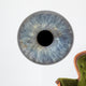 eye3 Wall Decal