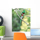 resplendent quetzal, costa rica Wall Mural