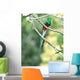resplendent quetzal, costa rica Wall Mural