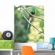 resplendent quetzal, costa rica Wall Mural