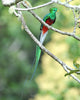resplendent quetzal, costa rica Wall Mural