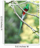resplendent quetzal, costa rica Wall Mural