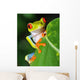Red Eyed Green Tree Frog Wall Mural