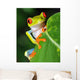 Red Eyed Green Tree Frog Wall Mural