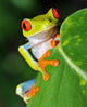 Red Eyed Green Tree Frog Wall Mural