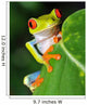 Red Eyed Green Tree Frog Wall Mural