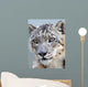 snow leopard full frame Wall Mural