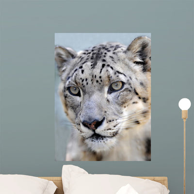 Snow Leopard Full Frame Wall Mural shown on a wall