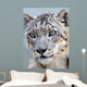 snow leopard full frame Wall Mural