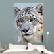 snow leopard full frame Wall Mural