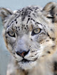 snow leopard full frame Wall Mural