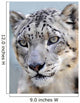 snow leopard full frame Wall Mural