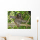 Three Toed Sloth Nicaragua Wall Mural