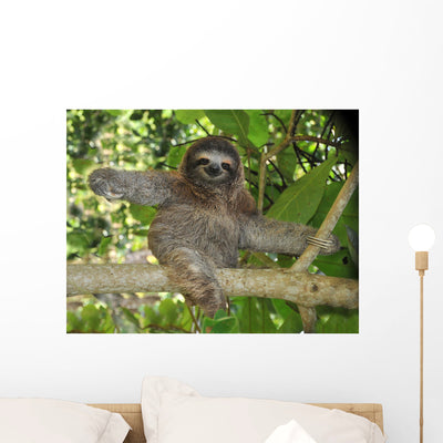Three Toed Sloth Nicaragua Wall Mural shown on a wall