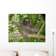 Three Toed Sloth Nicaragua Wall Mural