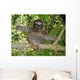 Three Toed Sloth Nicaragua Wall Mural