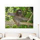 Three Toed Sloth Nicaragua Wall Mural