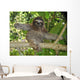 Three Toed Sloth Nicaragua Wall Mural