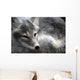 Arctic Fox Wall Mural