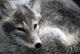 Arctic Fox Wall Mural