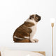 Brindle and White English Wall Mural