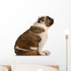 Brindle and White English Wall Mural