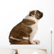 Brindle and White English Wall Mural