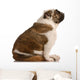 Brindle and White English Wall Mural