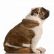 Brindle and White English Wall Mural