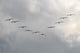 Pelicans in Key Formation Wall Mural