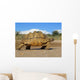 mountain tortoise Wall Mural