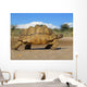 mountain tortoise Wall Mural