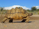 mountain tortoise Wall Mural