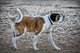 St Bernard Dog Wall Mural