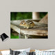 Chipmunk Wall Mural