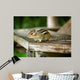 Chipmunk Wall Mural
