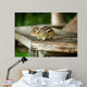 Chipmunk Wall Mural