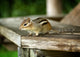 Chipmunk Wall Mural