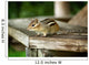 Chipmunk Wall Mural