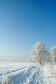 Winter Wall Decal Design 4
