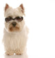 west highland white terrier wearing cool sunglasses Wall Decal