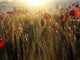 Field Poppies Wall Decal