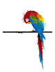 Vector Parrot Parakeet Graffiti Wall Decal