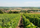 Vineyards Wall Decal